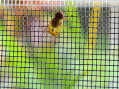 Copestylum sexmaculatum