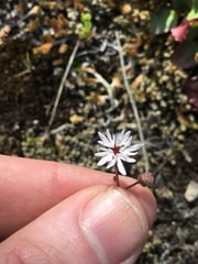 Lithophragma tenellum