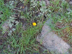 Narcissus bulbocodium