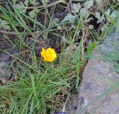 Narcissus bulbocodium