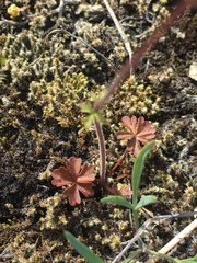 Lithophragma tenellum