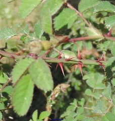 Rosa agrestis