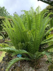 Encephalartos transvenosus