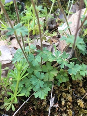 Lithophragma parviflorum