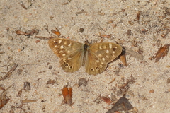 Pararge aegeria