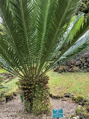 Encephalartos aemulans