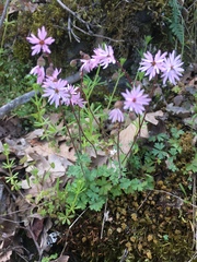 Lithophragma parviflorum