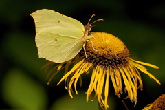 Gonepteryx rhamni