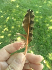 Colaptes auratus cafer