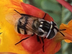 Copestylum fornax