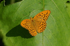 Argynnis paphia