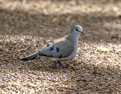 Turtur abyssinicus