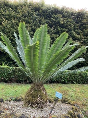 Encephalartos munchii