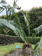 Encephalartos chimanimaniensis