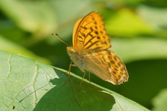 Argynnis paphia