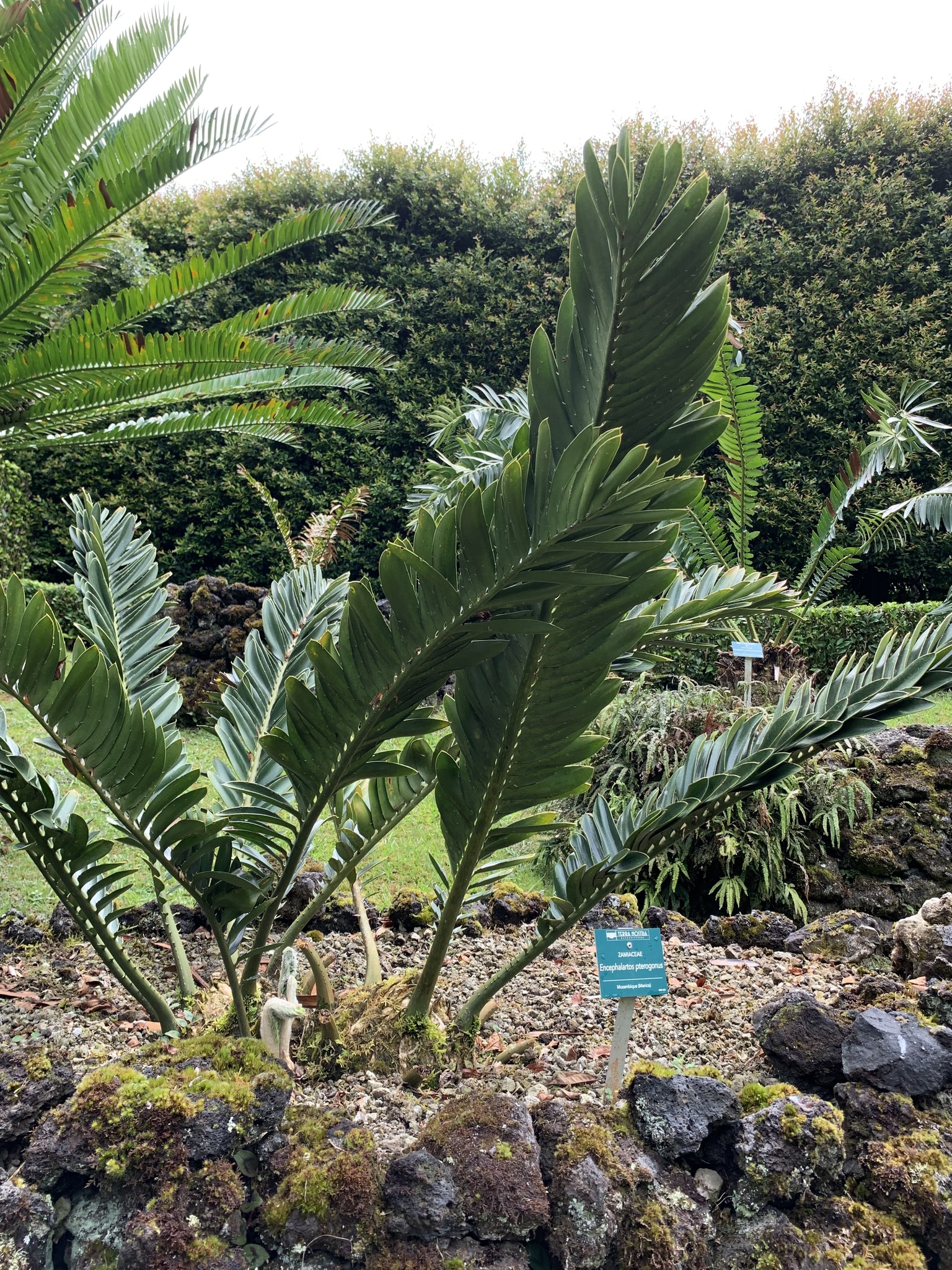 Encephalartos pterogonus