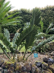 Encephalartos pterogonus