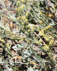 Artemisia tridentata tridentata
