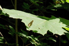 Pararge aegeria