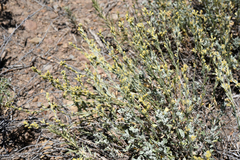 Artemisia tridentata tridentata