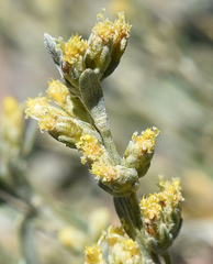 Artemisia tridentata tridentata