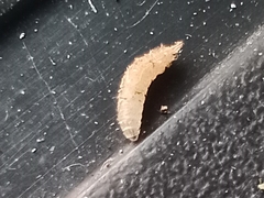 Pterygota