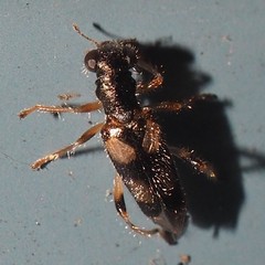 Phyllobaenus pallipennis