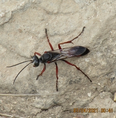 Sphex pruinosus