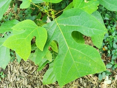 Heptapleurum arboricola