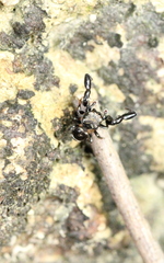 Harmochirus insulanus