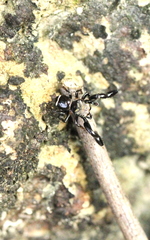 Harmochirus insulanus