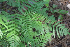 Pteridium caudatum