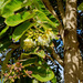 Duabanga grandiflora - Photo (c) Tony Rodd, alguns direitos reservados (CC BY-NC-SA)