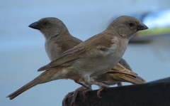 Passer diffusus stygiceps