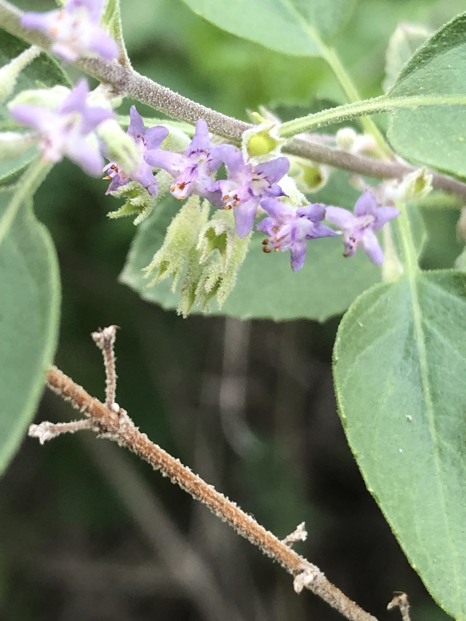 Condea albida