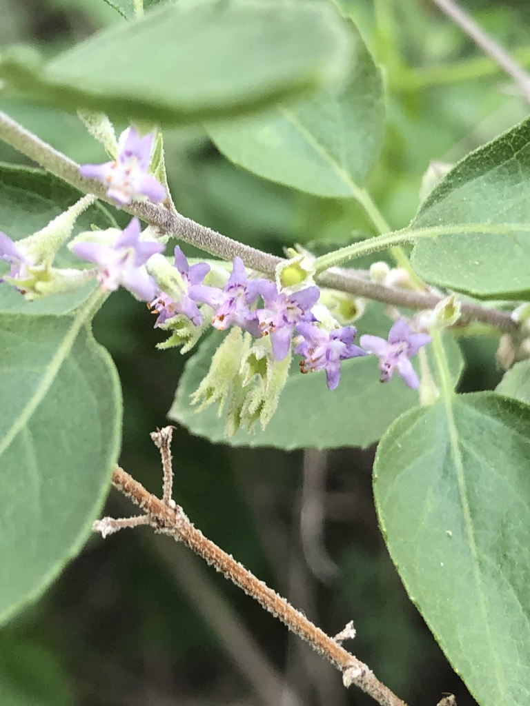 Condea albida