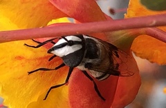 Copestylum fornax