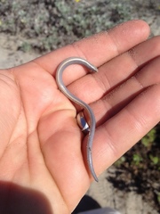 Anniella geronimensis