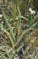 Ivesia sericoleuca