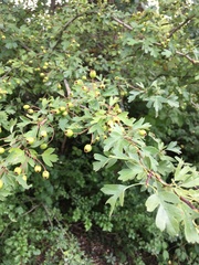 Crataegus monogyna