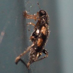 Phyllobaenus pallipennis
