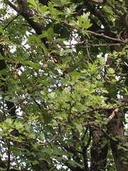 Crataegus monogyna
