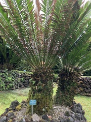 Encephalartos msinganus