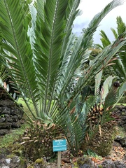 Encephalartos princeps