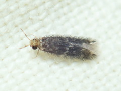Tineidae clade b