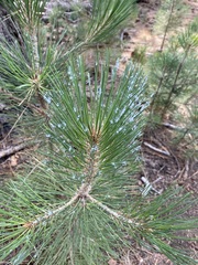 Chionaspis pinifoliae