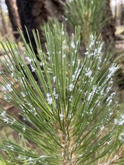 Chionaspis pinifoliae