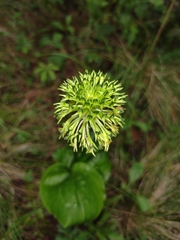 Malaxis brachyrrhynchos