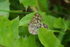 Chiasmia clathrata
