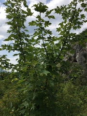 Acer pseudoplatanus